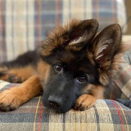 Big Bones German Shepherd Puppies ( KC ) Reg