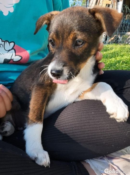Bingo Boy Puppy 4 months old