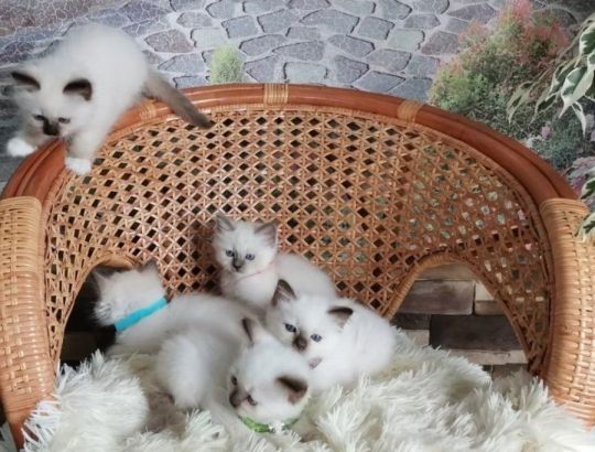 Birman Kittens available for sale
