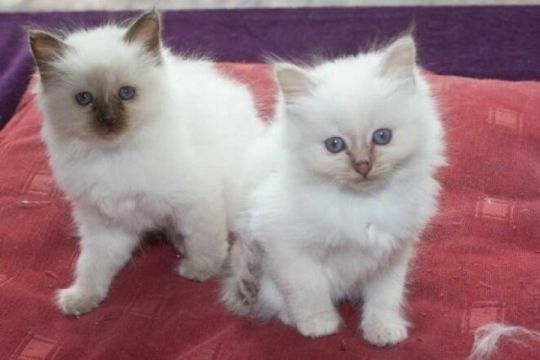 Birman kittens for adoption