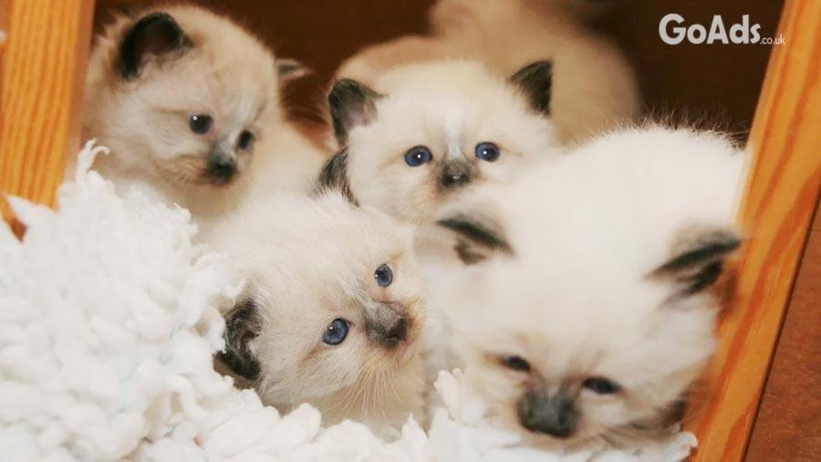 Birman Kittens For Sale