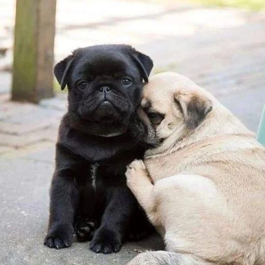 Black & Fawn Pugs Puppies For Sale KC Reg