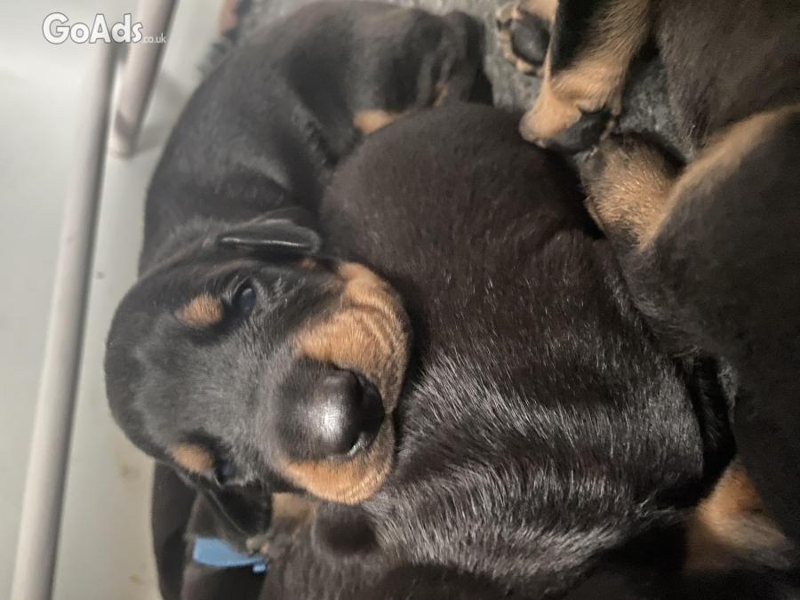 Black+Rust Doberman Puppies For Sale