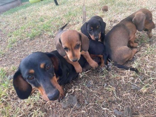 Black,tan MINIATURE DACHSHUND needs new homes NOW