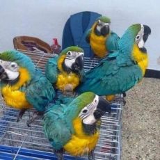 Blue and Gold macaw parrots