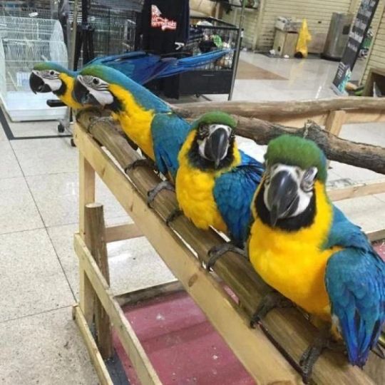 Blue and Gold Macaw parrots