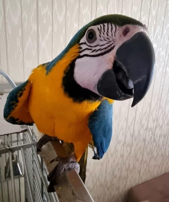 Blue and Gold Macaw Parrots