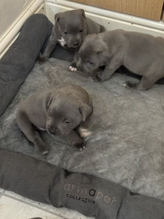 Blue Blue staffy puppies 5 boy's and 3 girsl