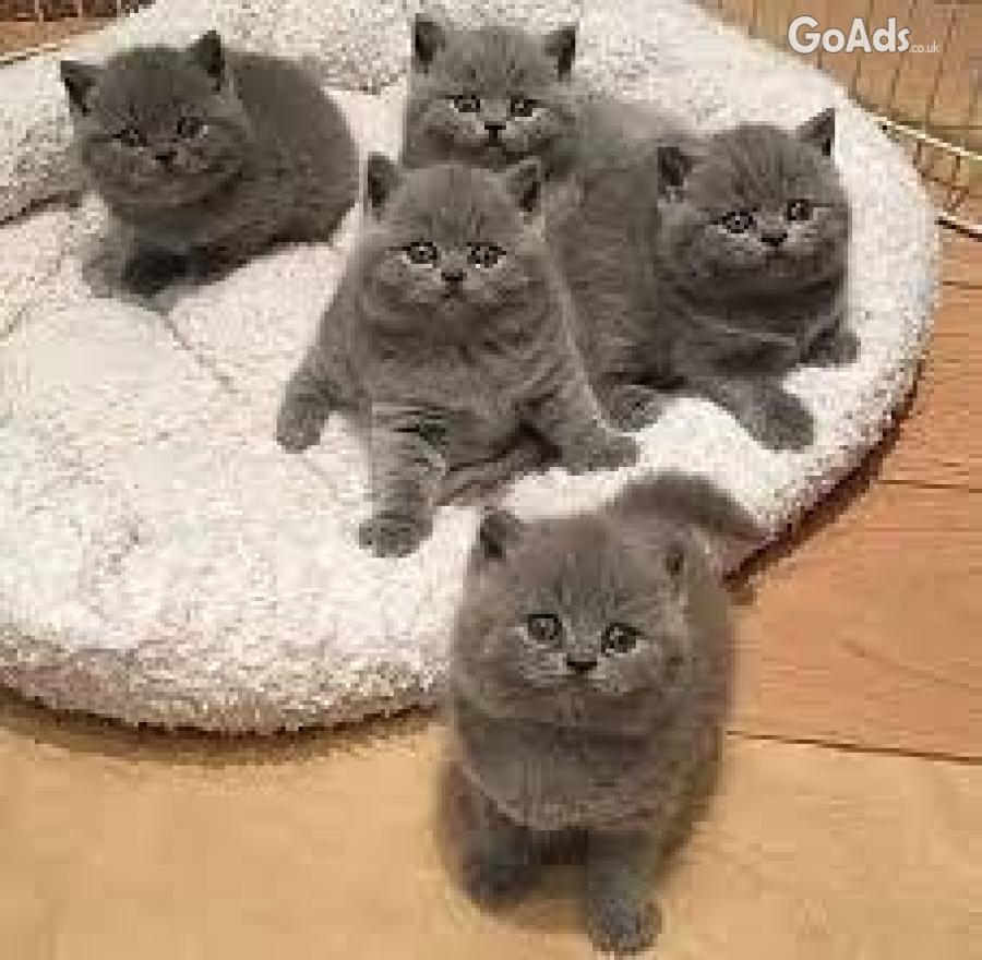  Blue Cute British Shorthair Kittens
