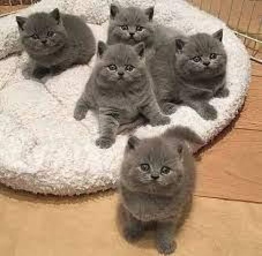 Blue Cute British Shorthair Kittens