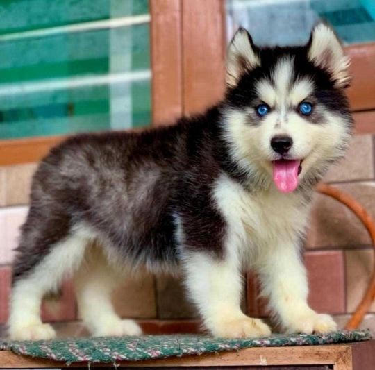 Blue eyes Siberian husky puppies