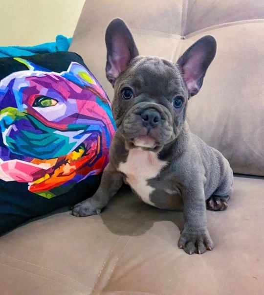 Blue French Bulldog Puppies For Sale