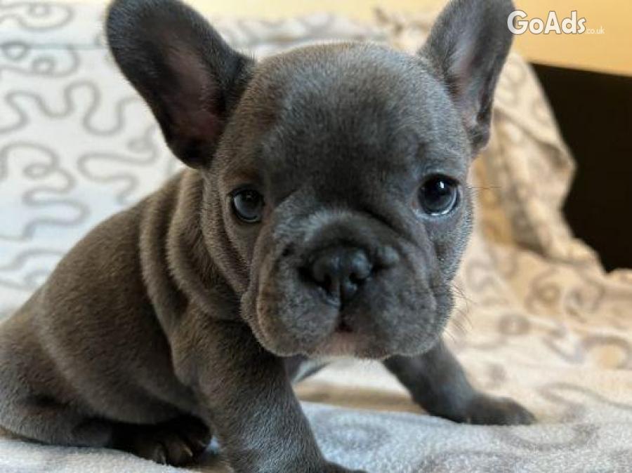 Blue French Bulldog Puppies Ready Now