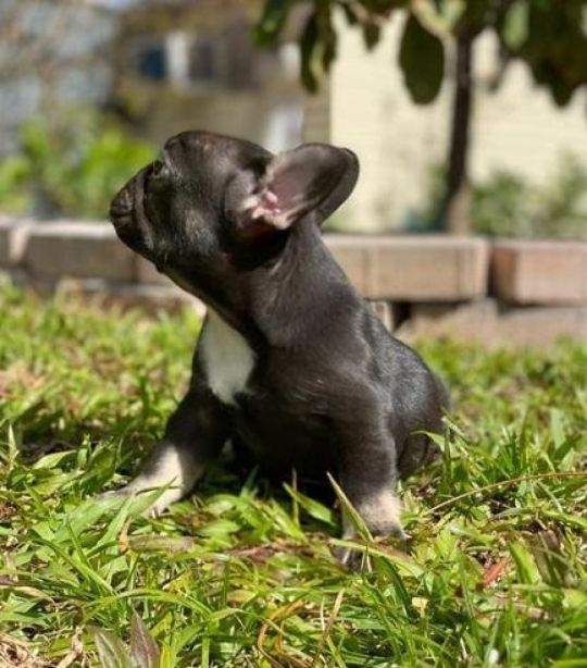 Blue french bulldog puppies