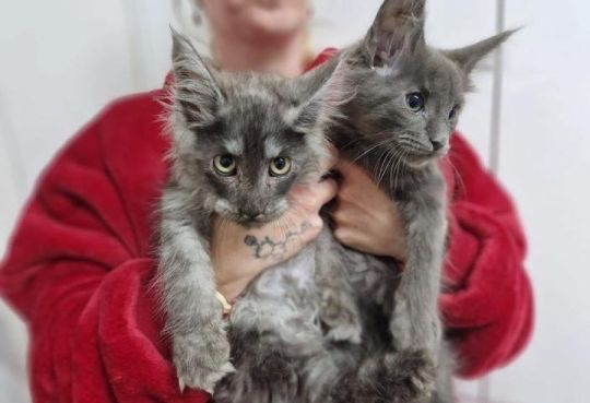 Blue silver smoke Mainecoon last girl