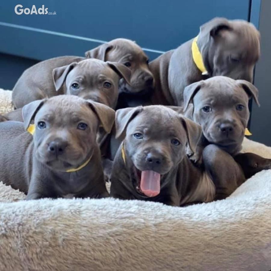 Blue Staffordshire Bull Terrier puppies ready for adoption 