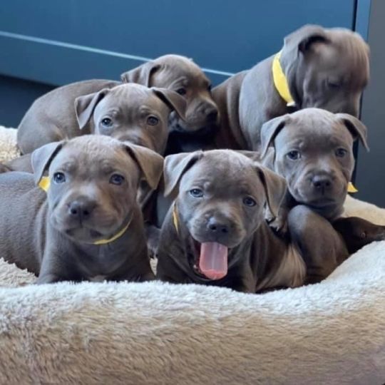 Blue Staffordshire Bull Terrier puppies ready for adoption