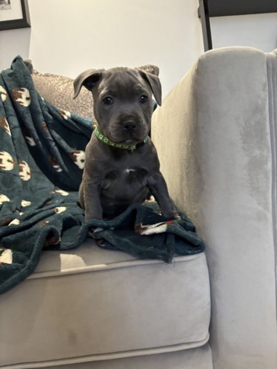 Blue Staffordshire bull terriers kc registered