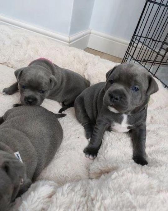 Blue Staffordshire Bullterrier puppies!