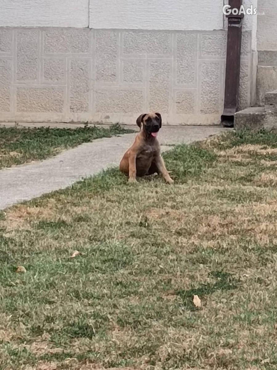 Boerboel-South African Mastiff