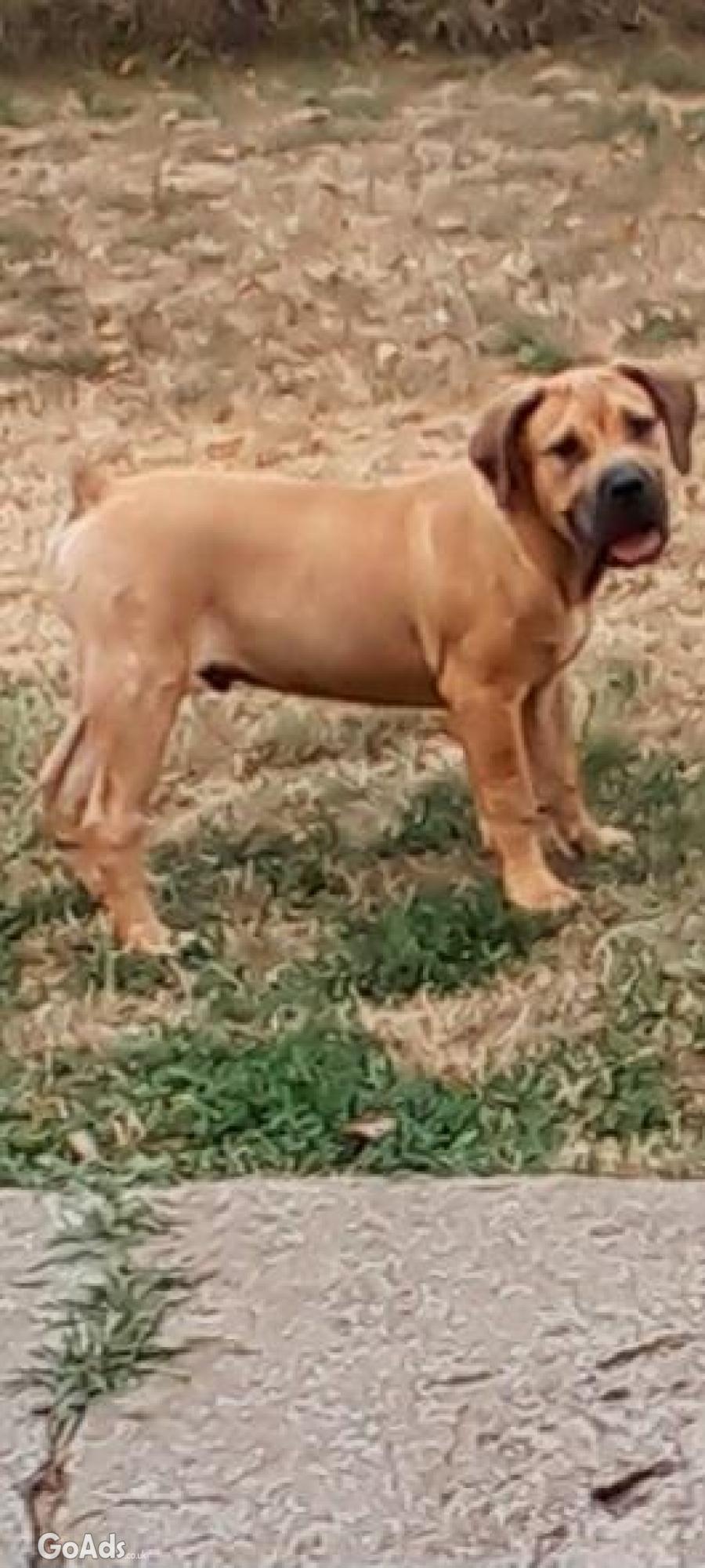 Boerboel-South African Mastiff