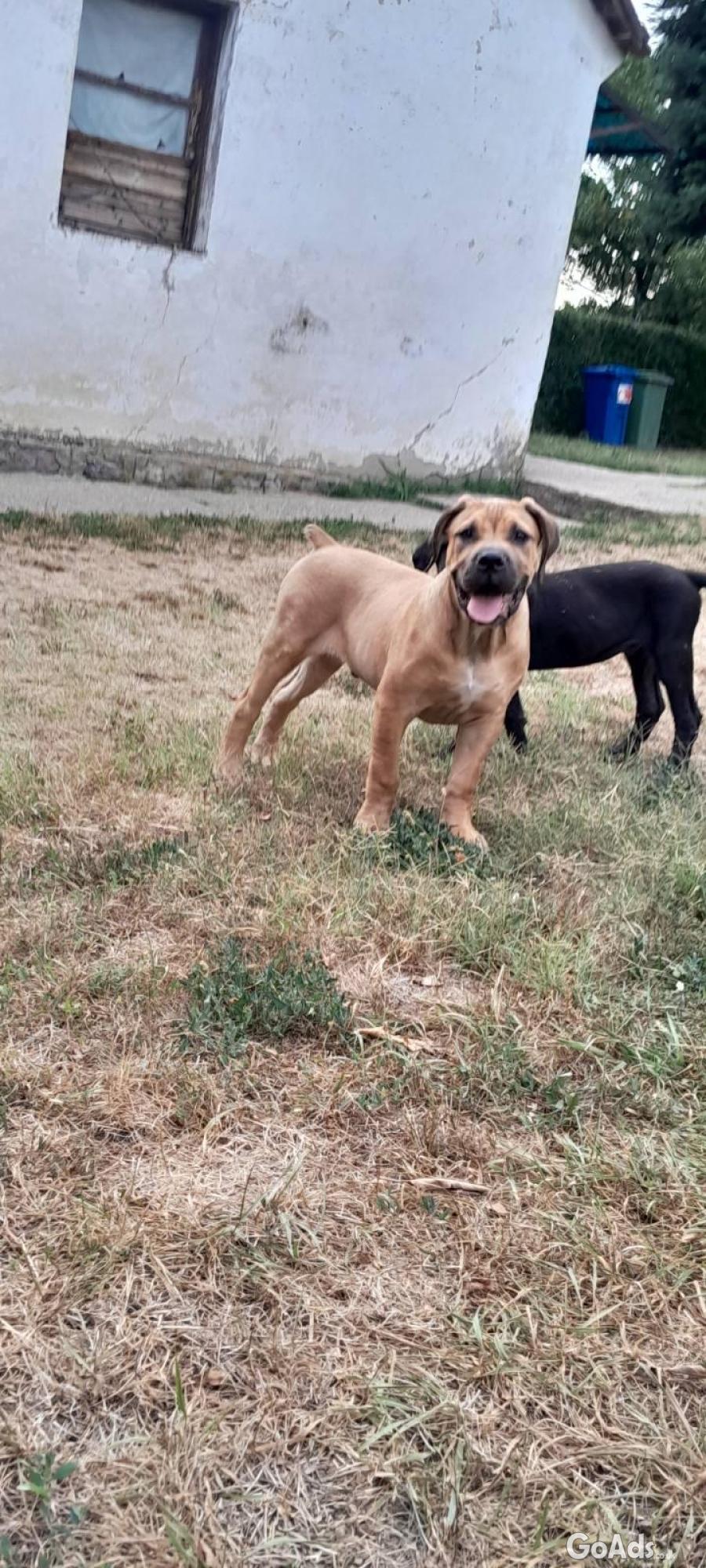 Boerboel-South African Mastiff