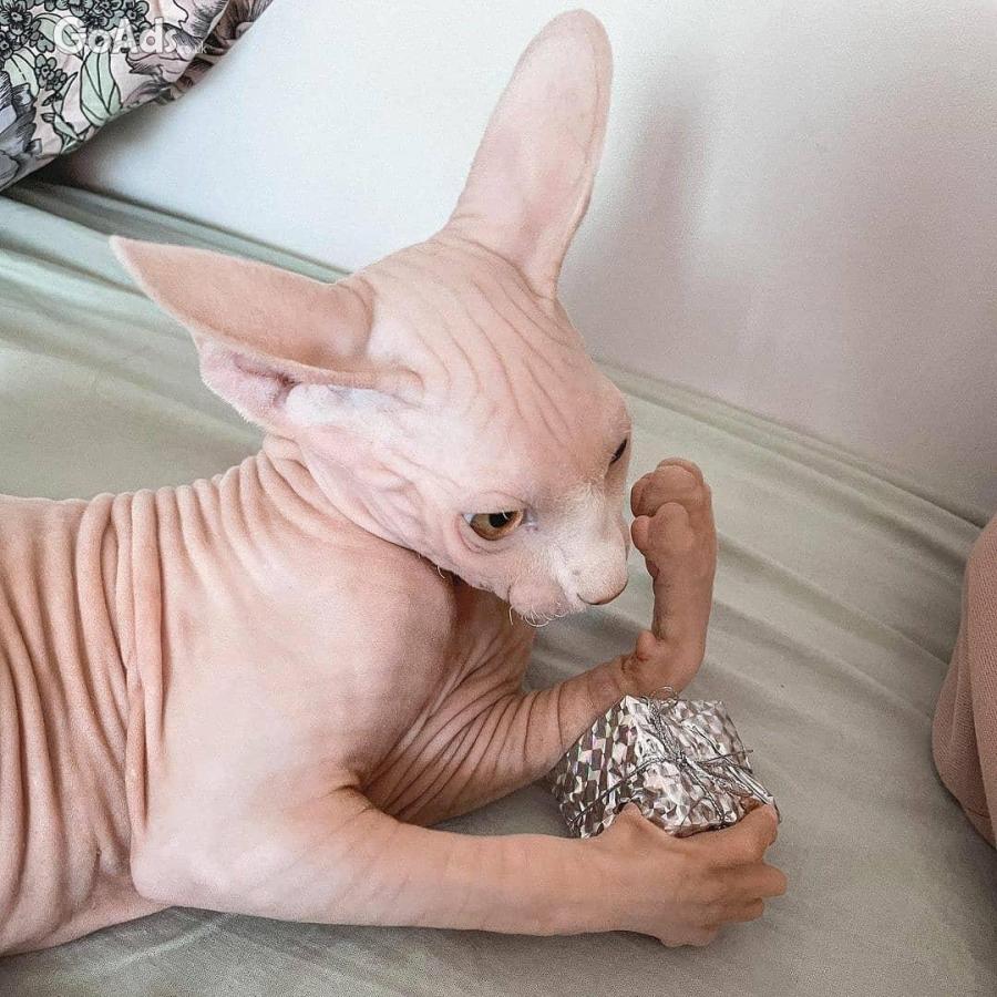 Bold and Wrinkly Sphynx Kittens