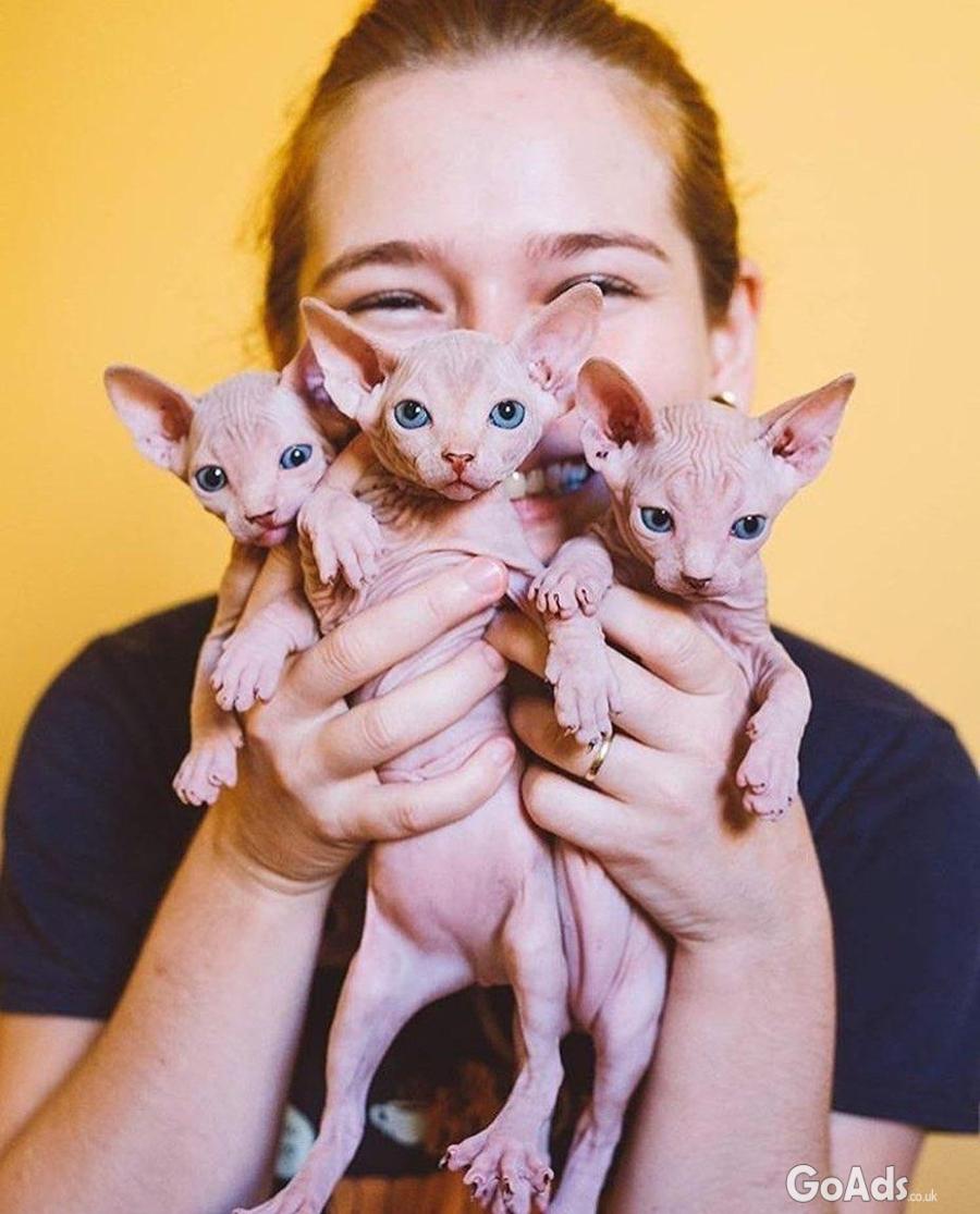 Bold and Wrinkly Sphynx Kittens