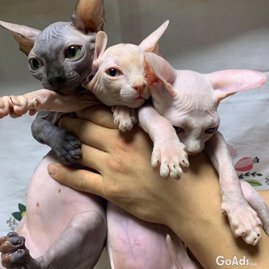 Bold and Wrinkly Sphynx Kittens