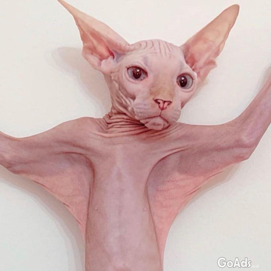 Bold and Wrinkly Sphynx Kittens