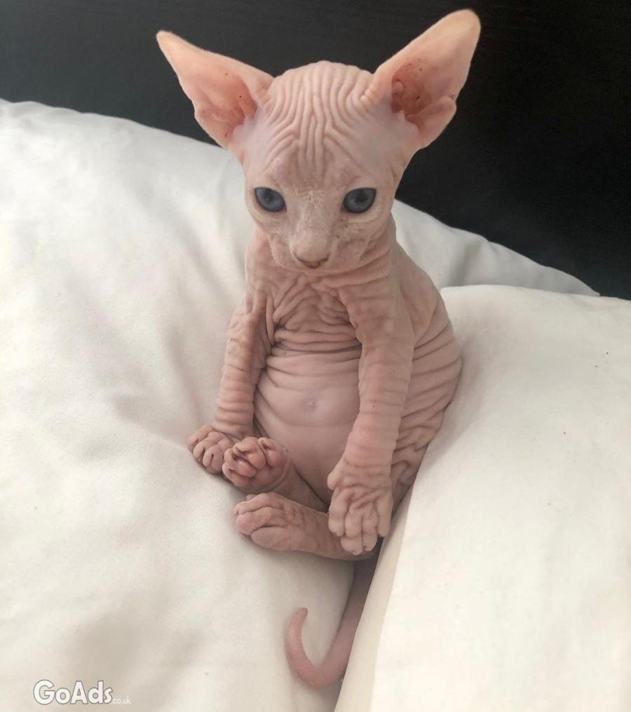 Bold and Wrinkly Sphynx Kittens