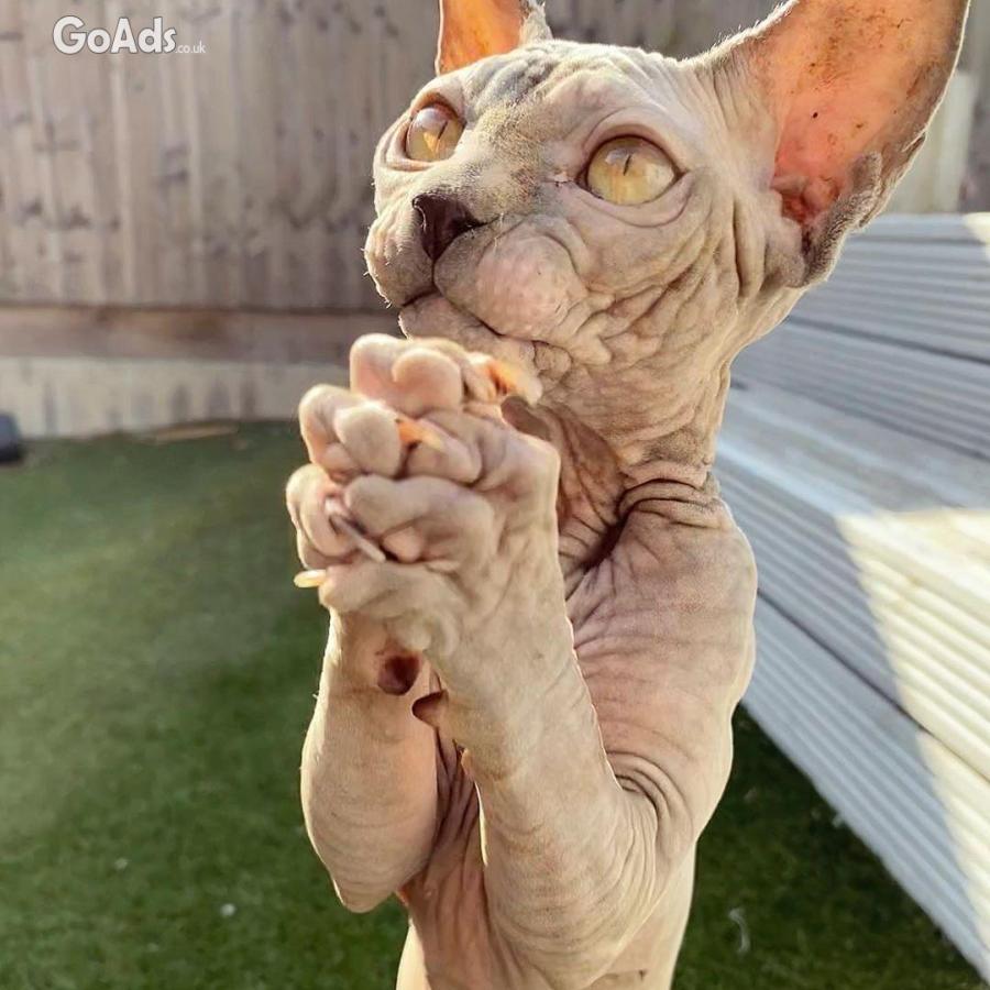Bold and Wrinkly Sphynx Kittens
