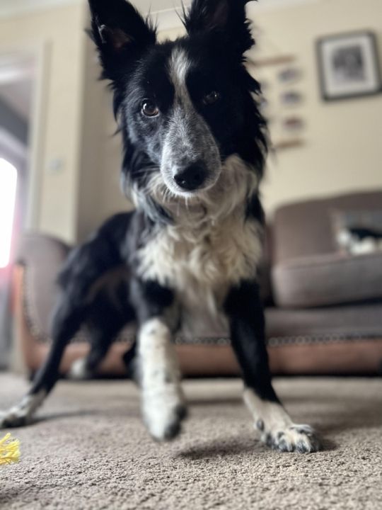 Border collie age 1
