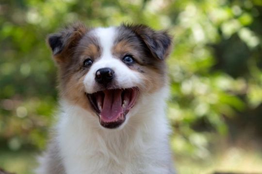 Border collie-Border collie puppies