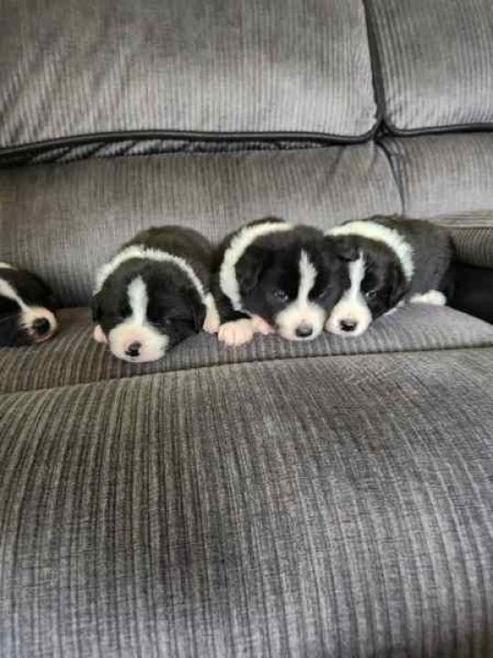 Border collie puppies for adoption