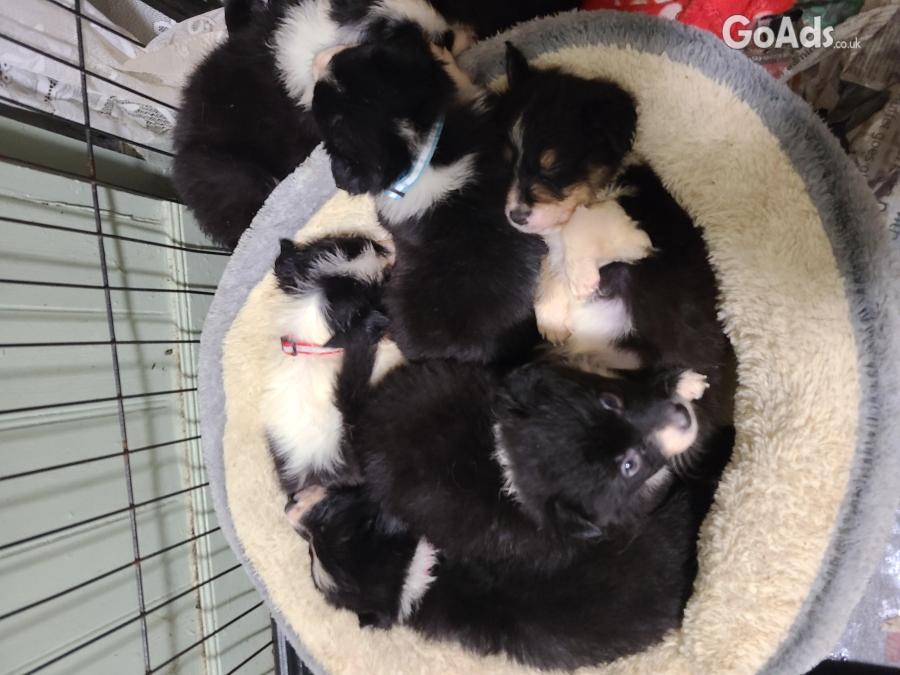 Border collie puppies for sale ready