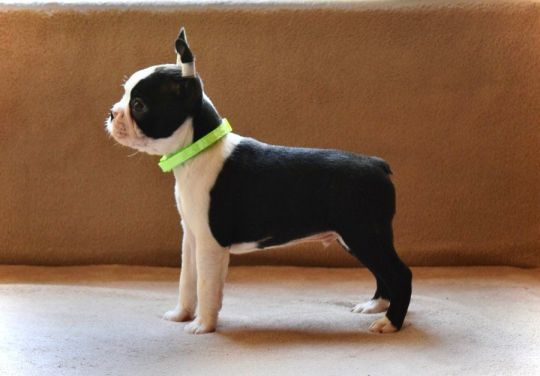 Boston terrier puppies beautiful
