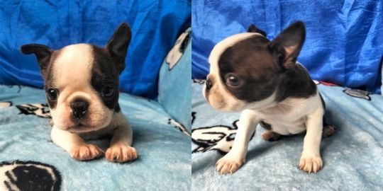 Boston Terrier Puppies For New Homes