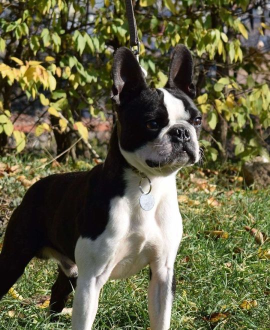 Boston terrier puppies for sale