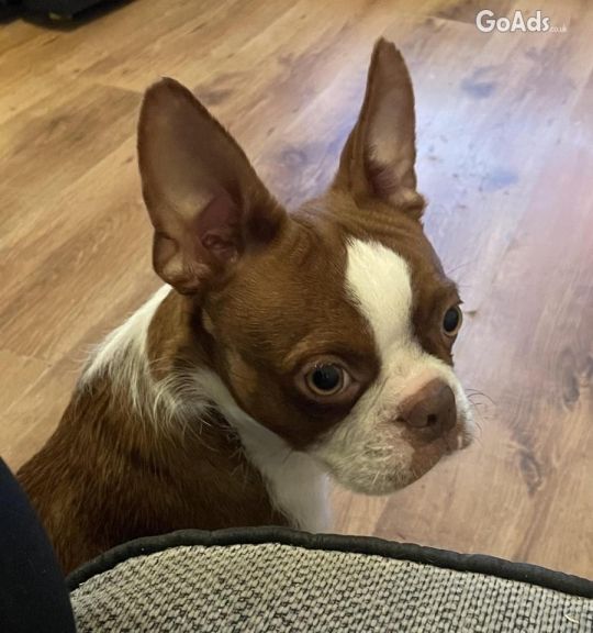 Boston terrier puppy for sale