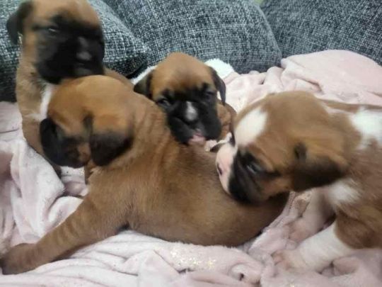 Boxer puppies for adoption sale