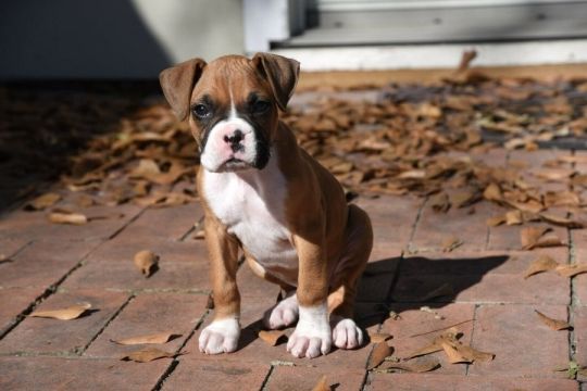 Boxer Puppies For Adoption