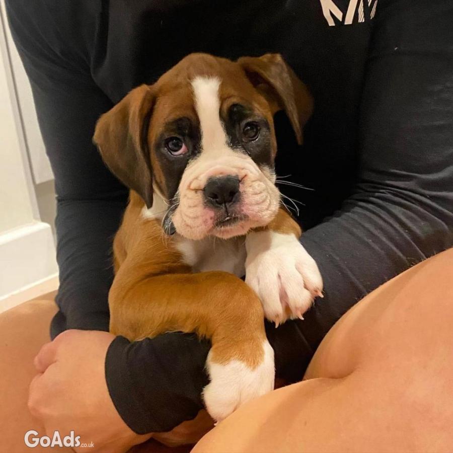 Boxer Pups For Sale