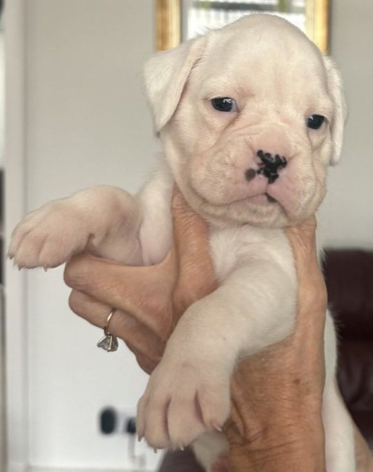 Boxer Pups from Top UK Kennel