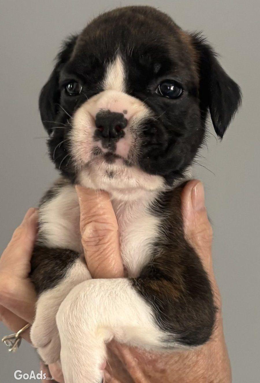 Boxer Pups from Top UK Kennel