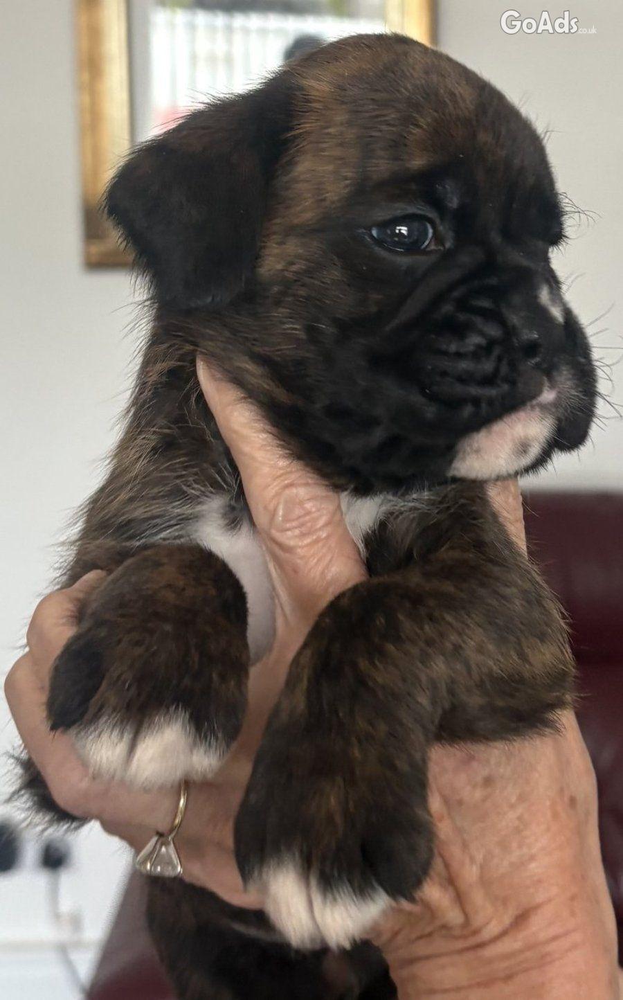 Boxer Pups from Top UK Kennel