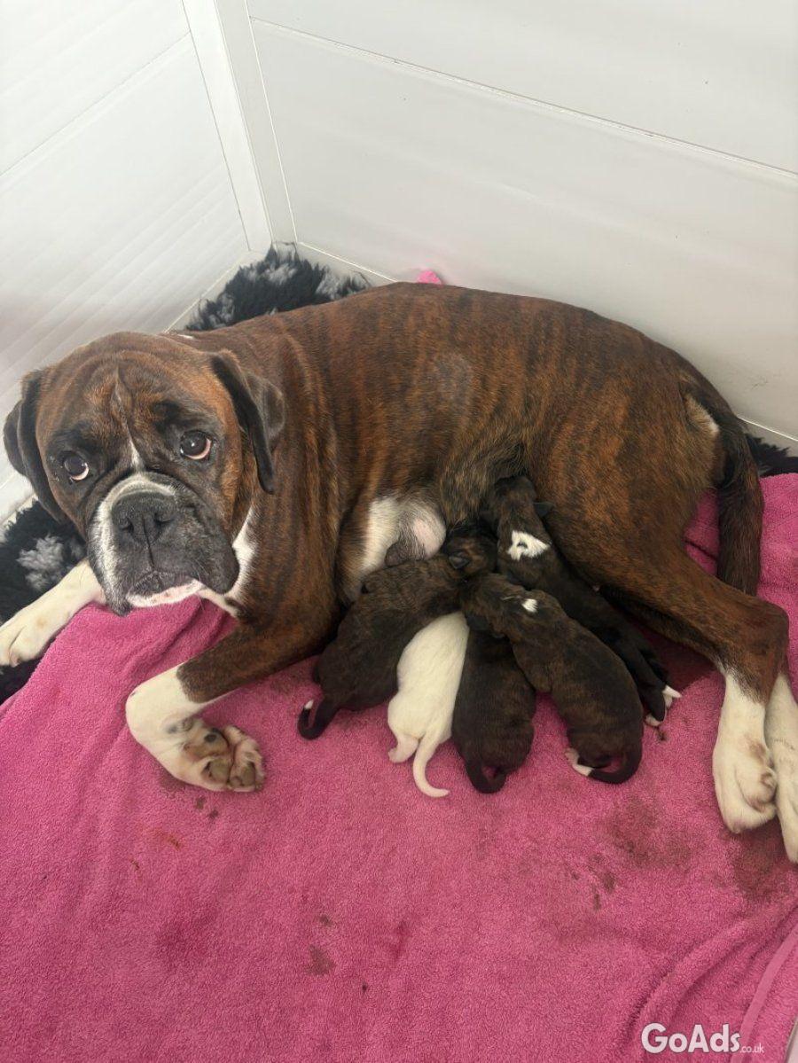 Boxer Pups from Top UK Kennel