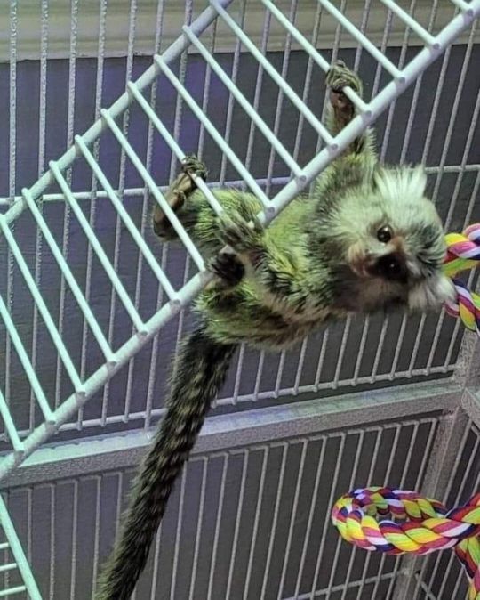 Boy & Girl Marmoset Monkey Ready Now
