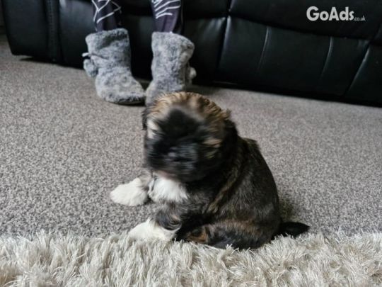 Boy puppy for sale