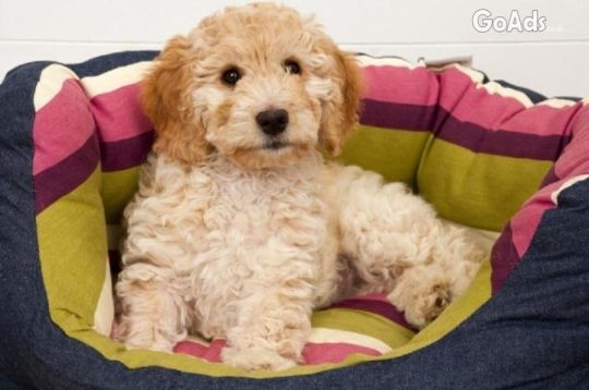 Boys & Girls Cockapoo Puppies For Rehoming Now